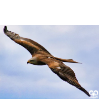 گونه کورکور سیاه Black Kite